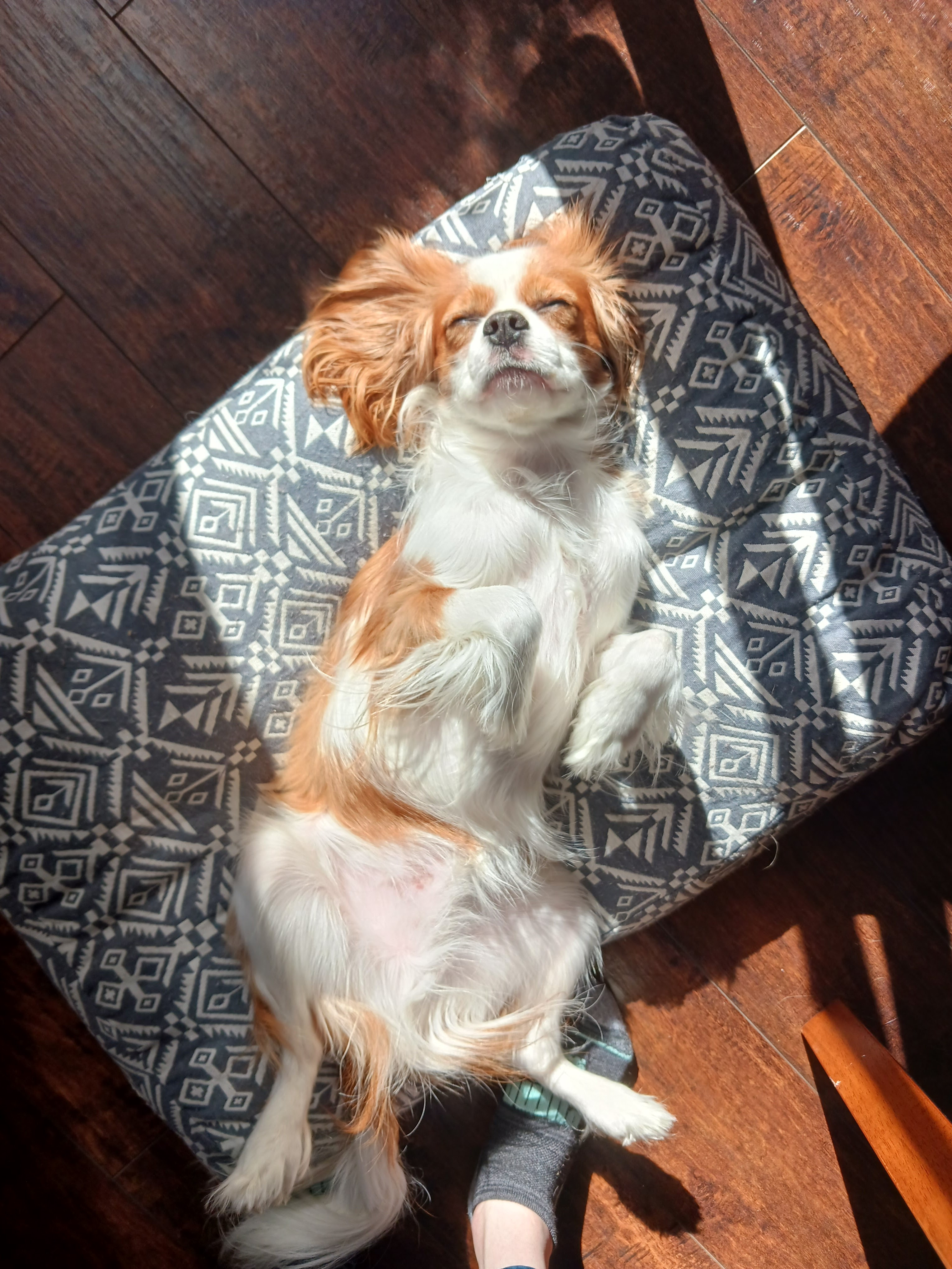 Cavalier King Charles Spaniel Puppy for Adoption