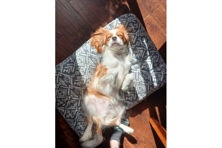 Cavalier King Charles Spaniel Puppy for Adoption