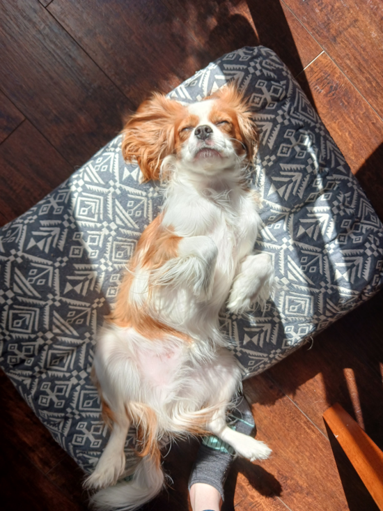 Little Cavalier King Charles Spaniel Purebred Pup