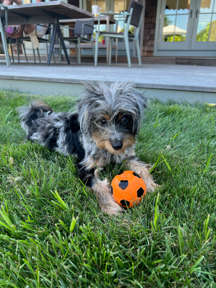 Mini Aussiedoodle Being Cute