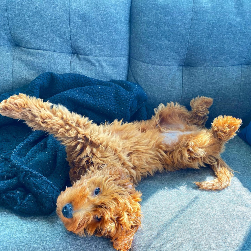 Funny Mini Goldendoodle Poodle Mix Pup