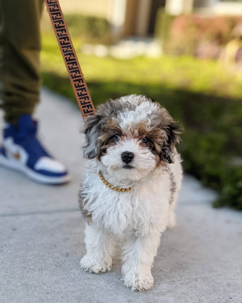 Shih Poo Being Cute