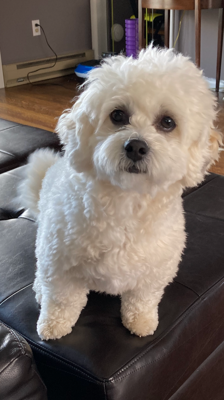 Shih Poo Puppy for Adoption