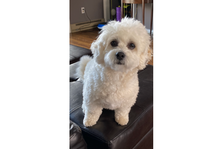 Shih Poo Puppy for Adoption