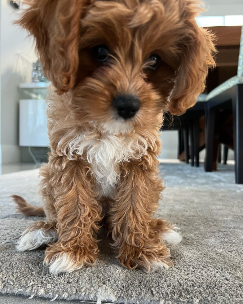 Hypoallergenic Cavoodle Poodle Mix Pup