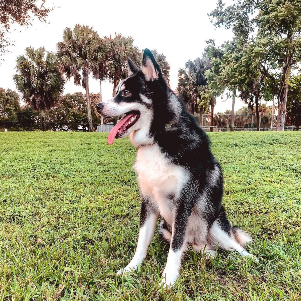 Plantation Pomsky Pup