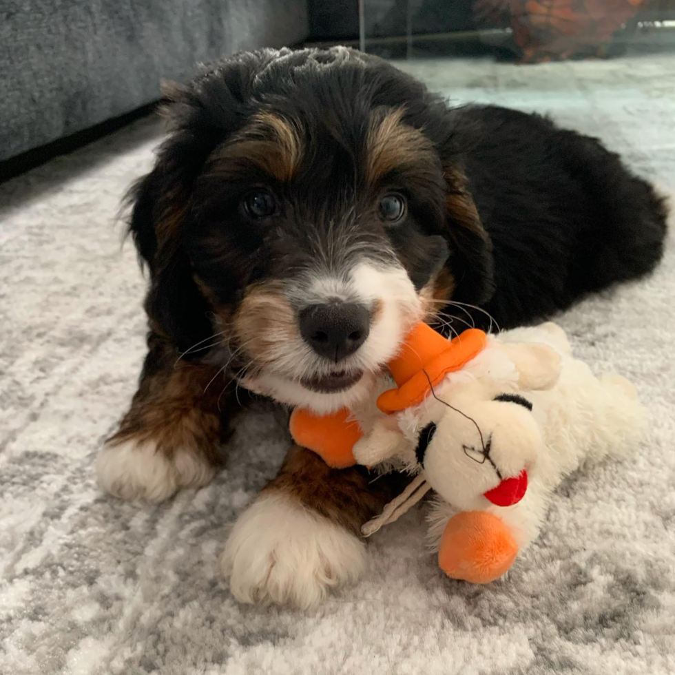 Sweet Mini Bernedoodle Pup in Rome NY