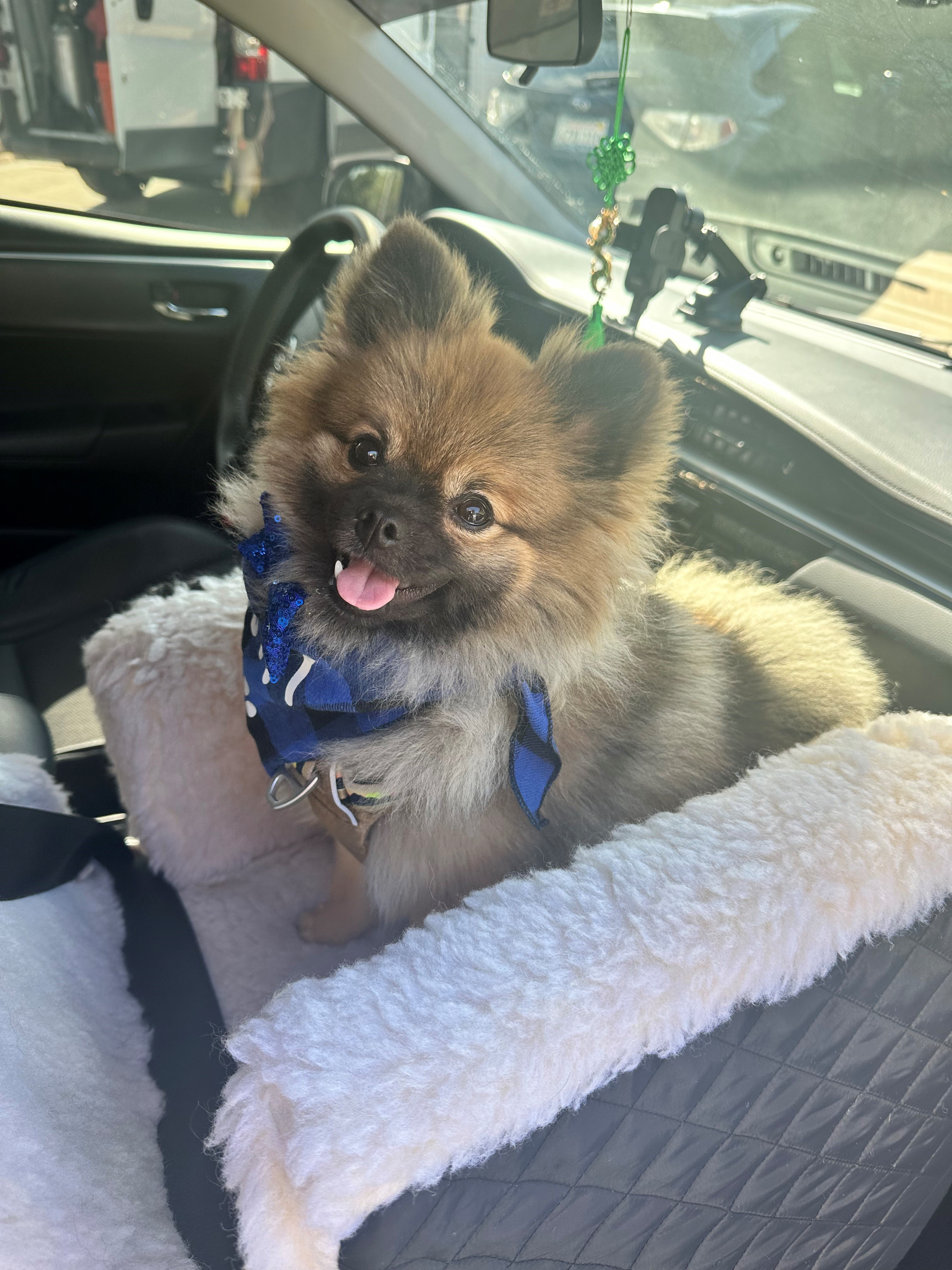 Best Pomeranian Baby