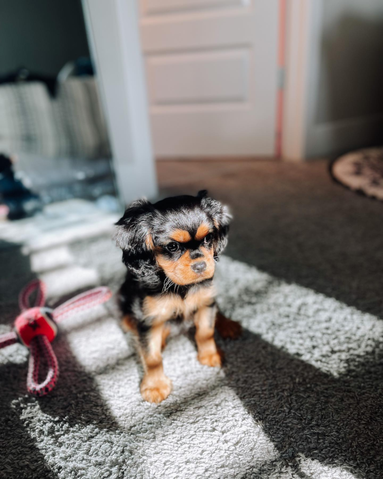 Sweet Cavalier King Charles Spaniel Pup in Bargersville IN