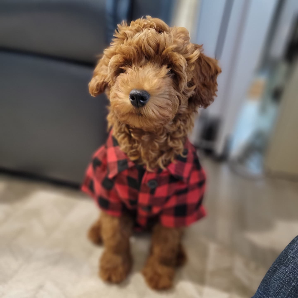 Cape May Mini Goldendoodle Pup