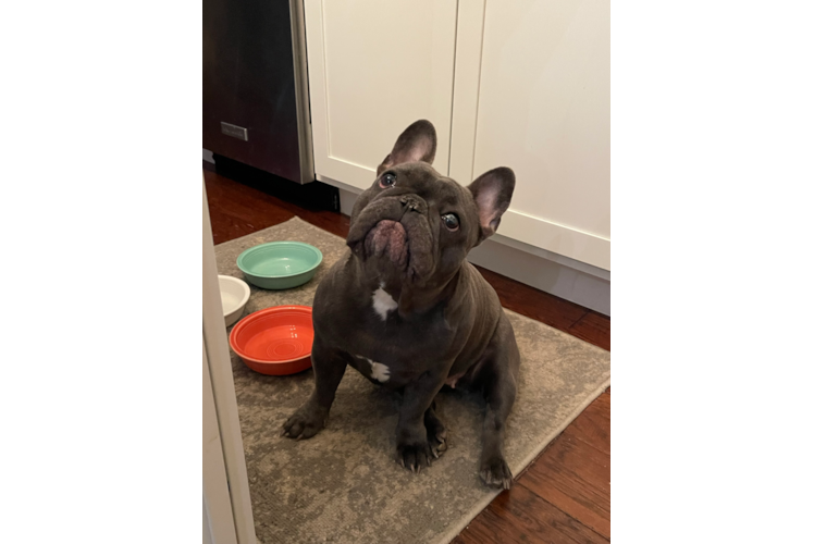 Akc Registered French Bulldog Baby