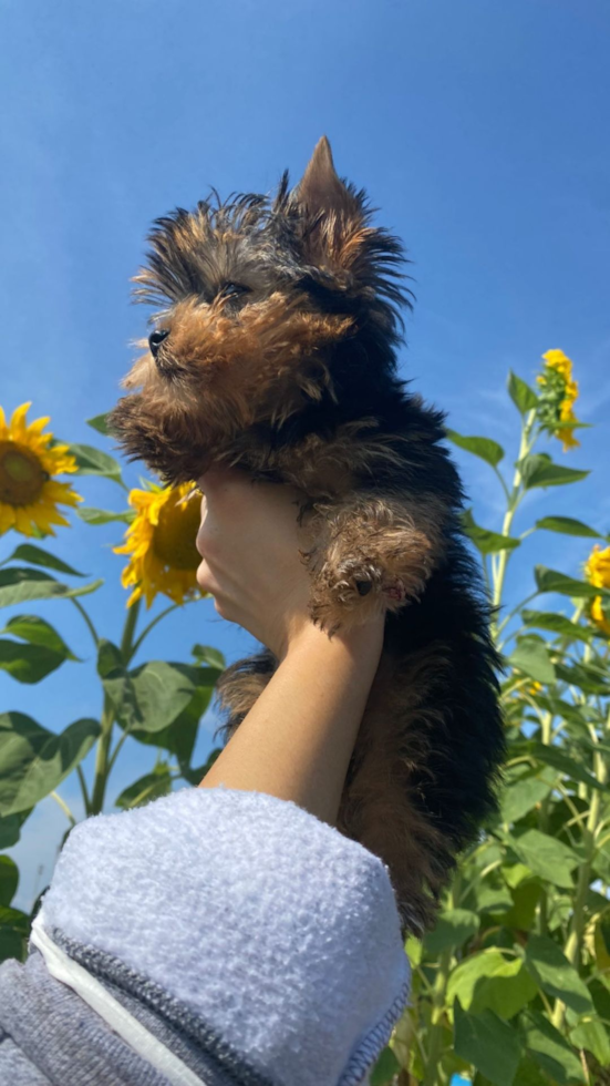 Yorkshire Terrier Being Cute