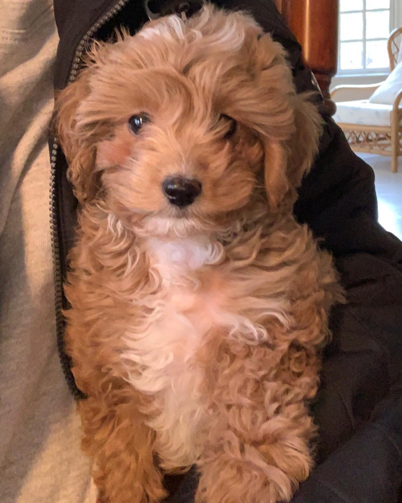 Sweet Cavapoo Pup in Mechanicsville VA