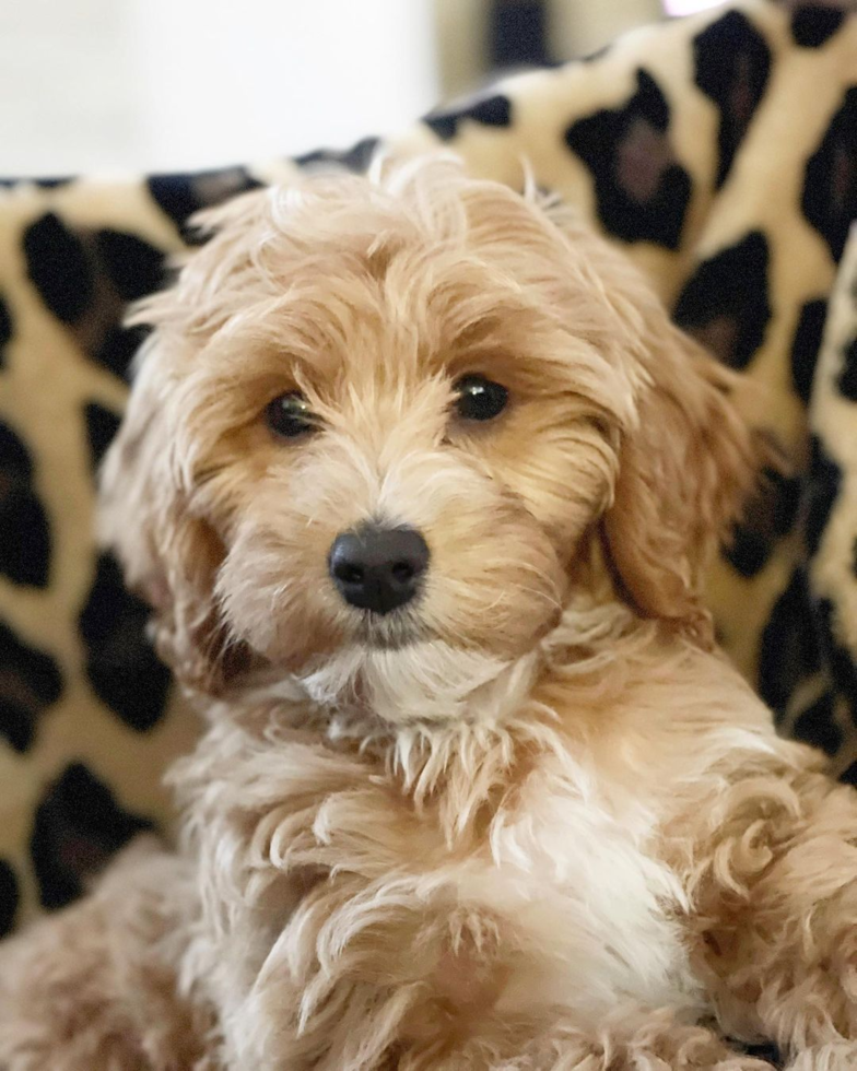 Happy Mini Goldendoodle Pup in Tulare CA