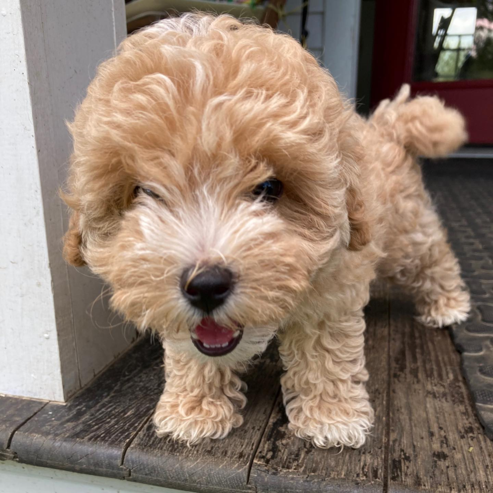 Playful Maltese Poodle Poodle Mix Pup