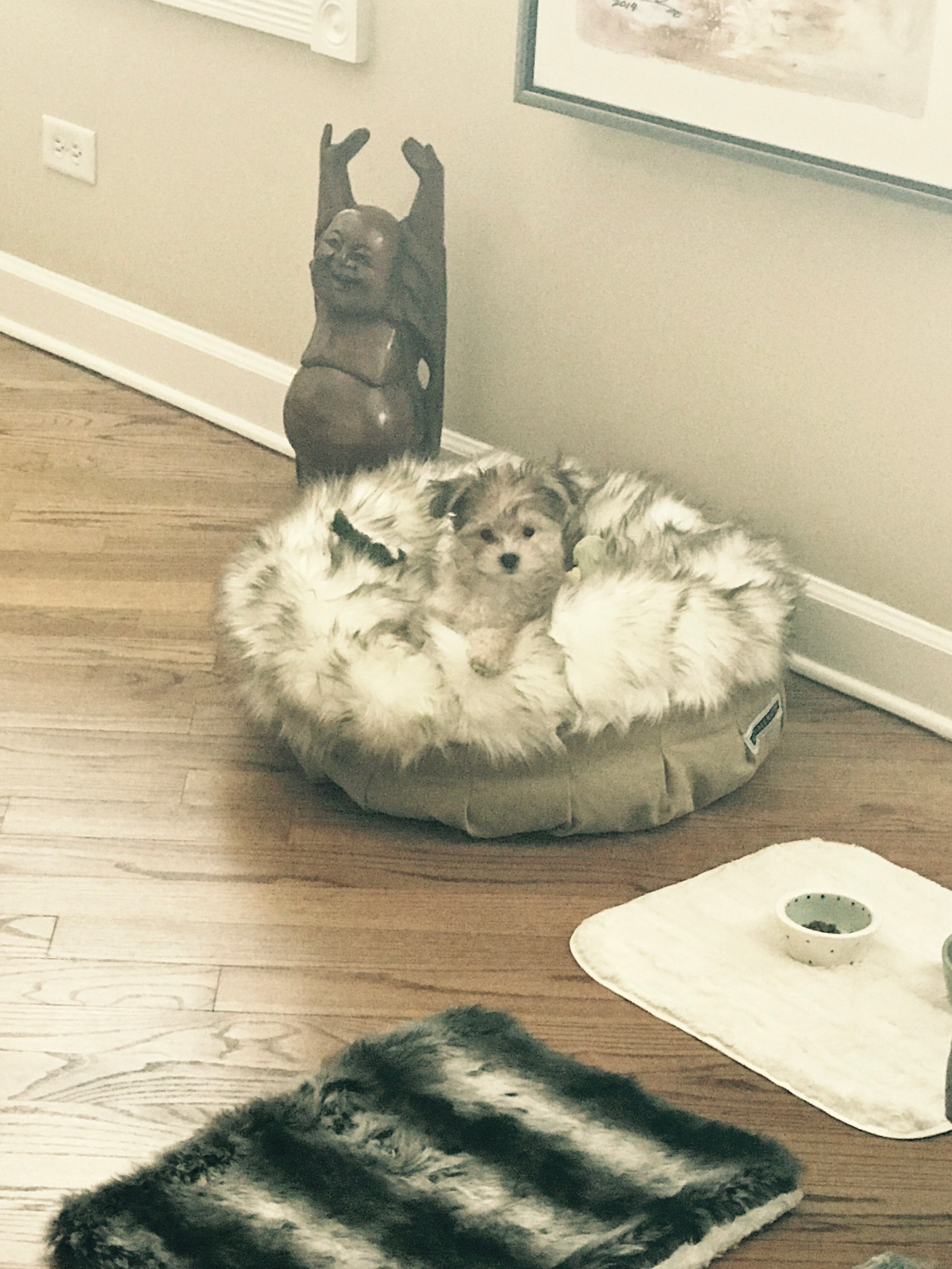Adorable Yorkie Designer Puppy