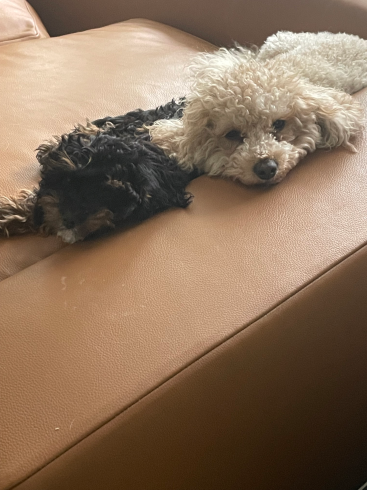 Small Cavapoo Pup in