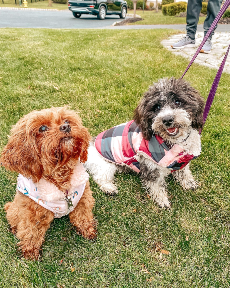 Little Cavoodle Poodle Mix Pup