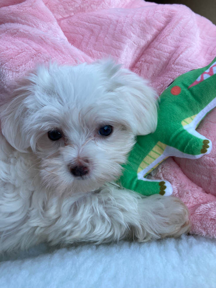 Petite Maltese Pup in