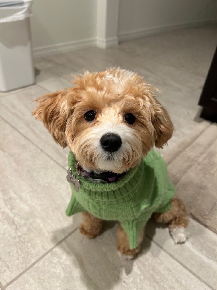 Little Moodle Poodle Mix Pup