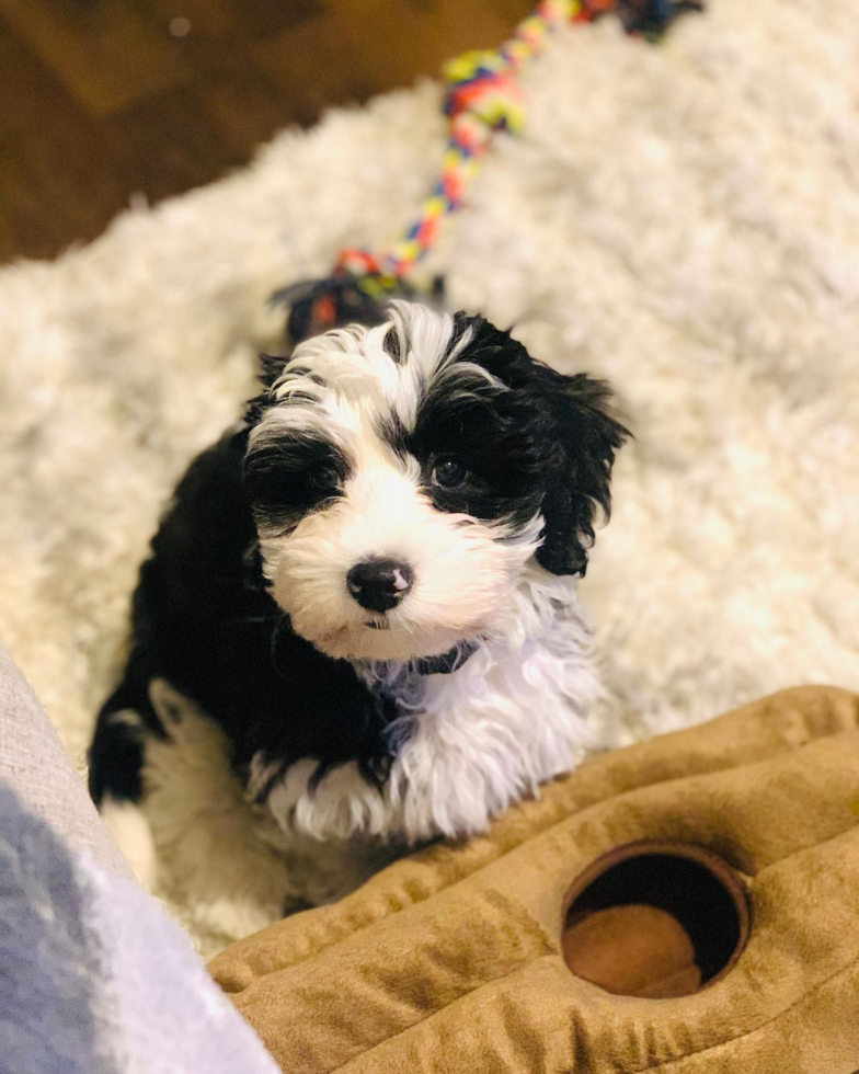 Mini Sheepadoodle Being Cute