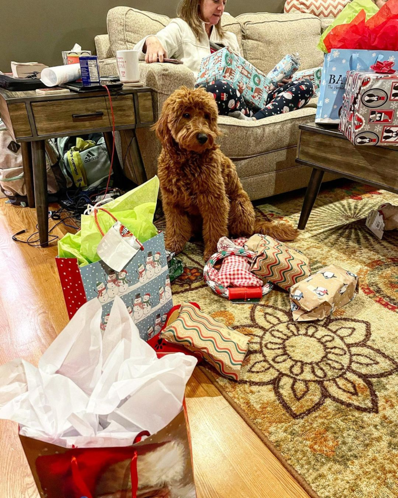 Cute Mini Goldendoodle Pup