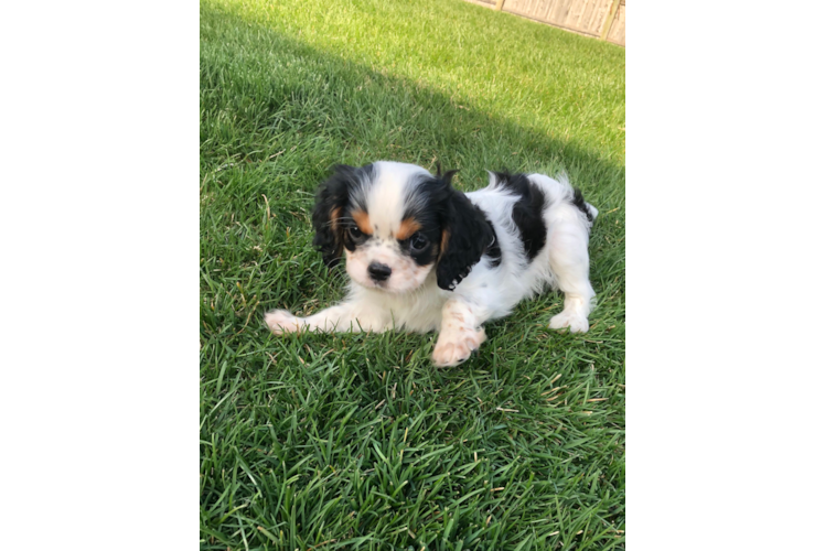 Popular Cavalier King Charles Spaniel Baby