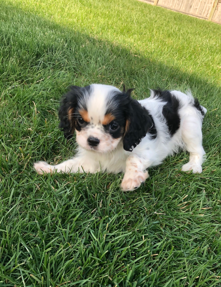 Happy Cavalier King Charles Spaniel Purebred Pup