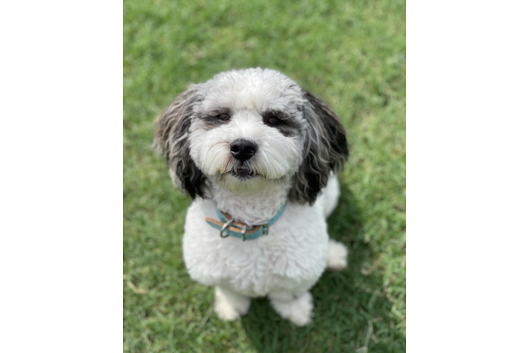 Cute Shih Poo Baby