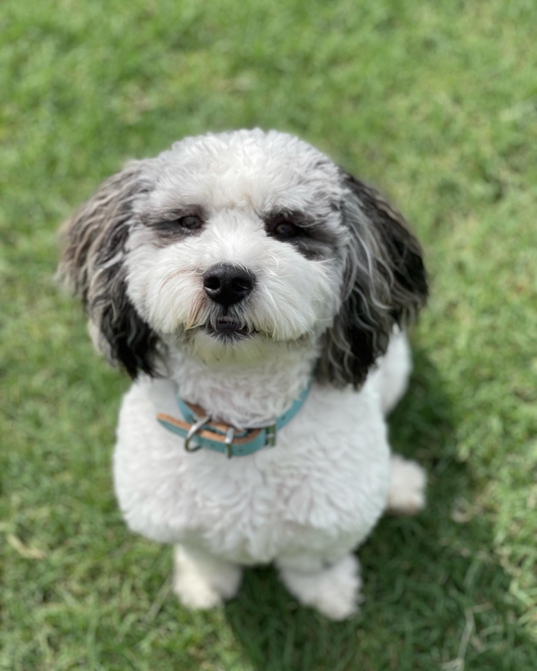 Energetic Shih Poo Poodle Mix Pup