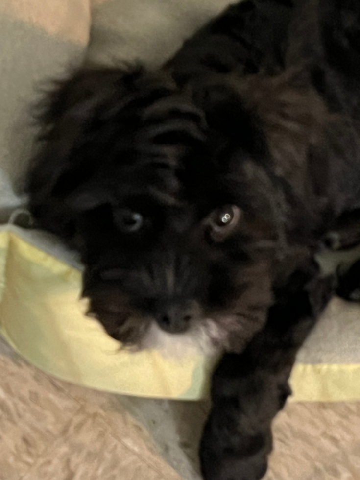 Small Cavapoo Pup