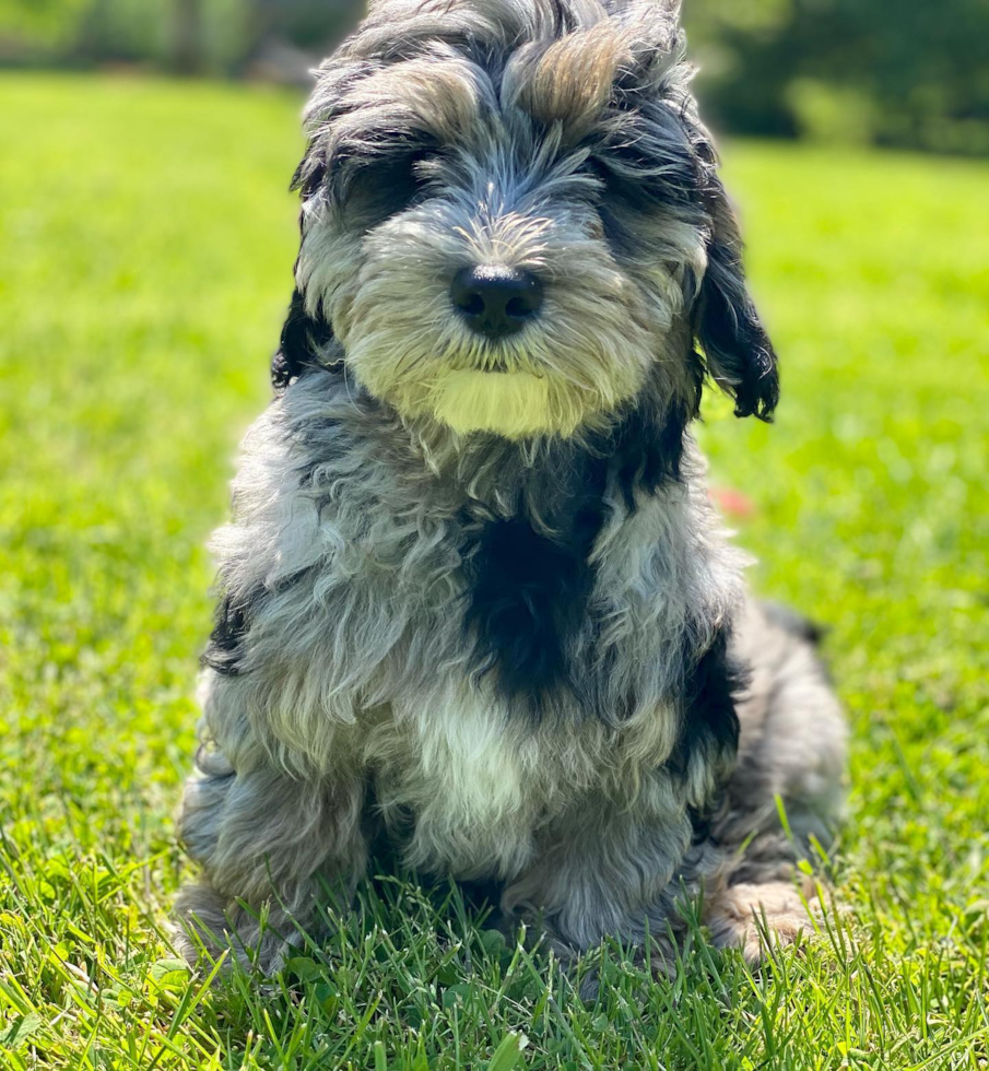 Funny Mini Sheepadoodle Poodle Mix Pup