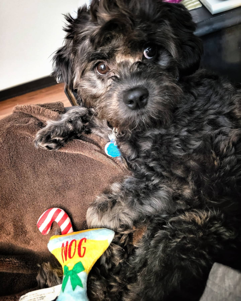 Milwaukie Cavapoo Pup