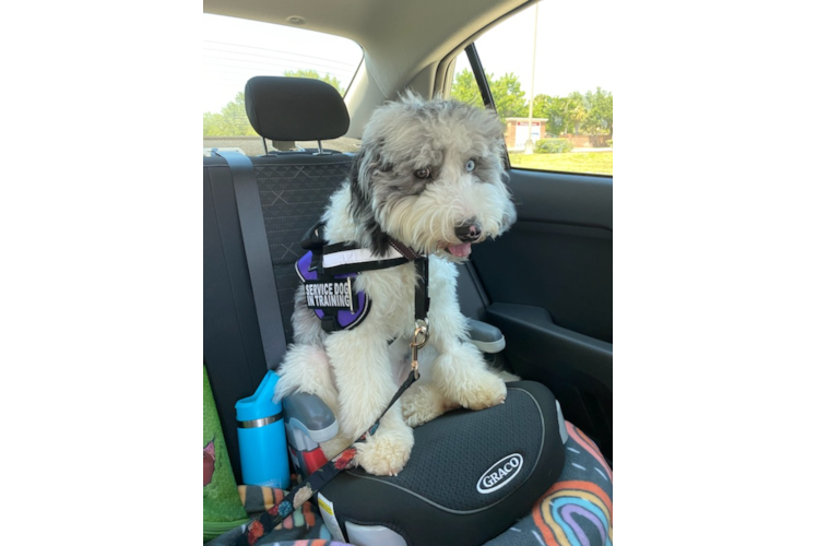 Mini Sheepadoodle Pup Being Cute