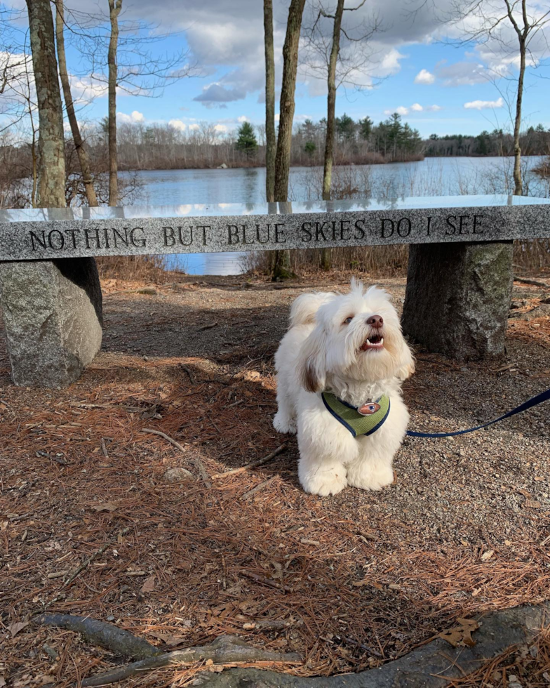 Havanese Being Cute