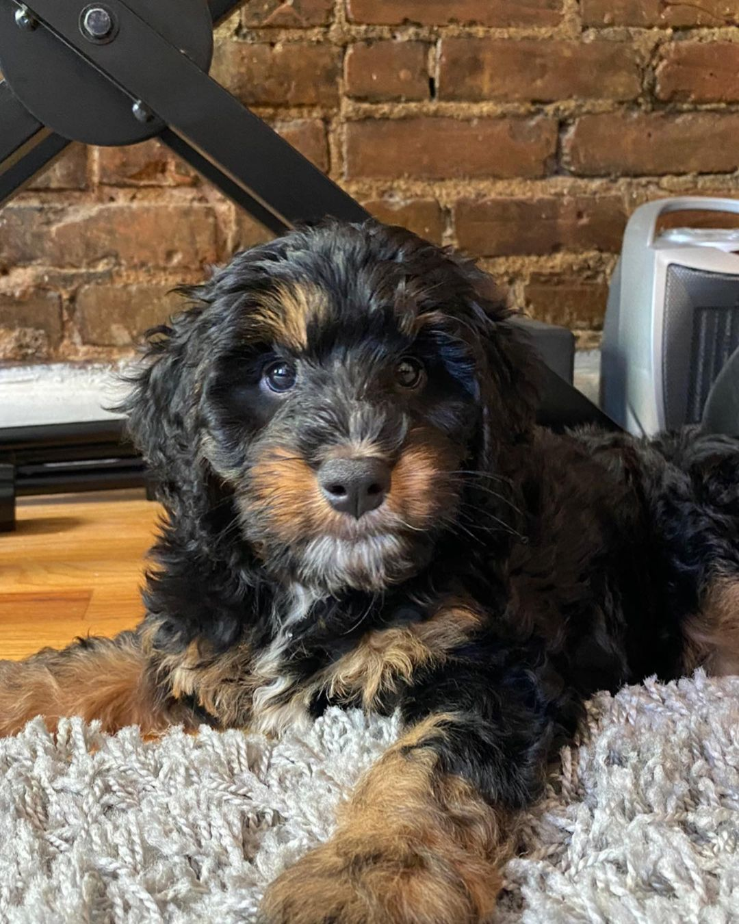 Funny Mini Bernedoodle Poodle Mix Pup