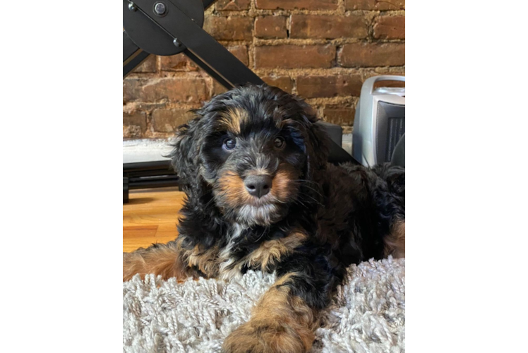 Funny Mini Bernedoodle Poodle Mix Pup