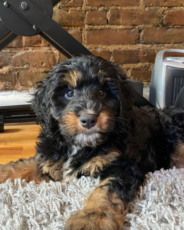 Mini Bernedoodle Being Cute