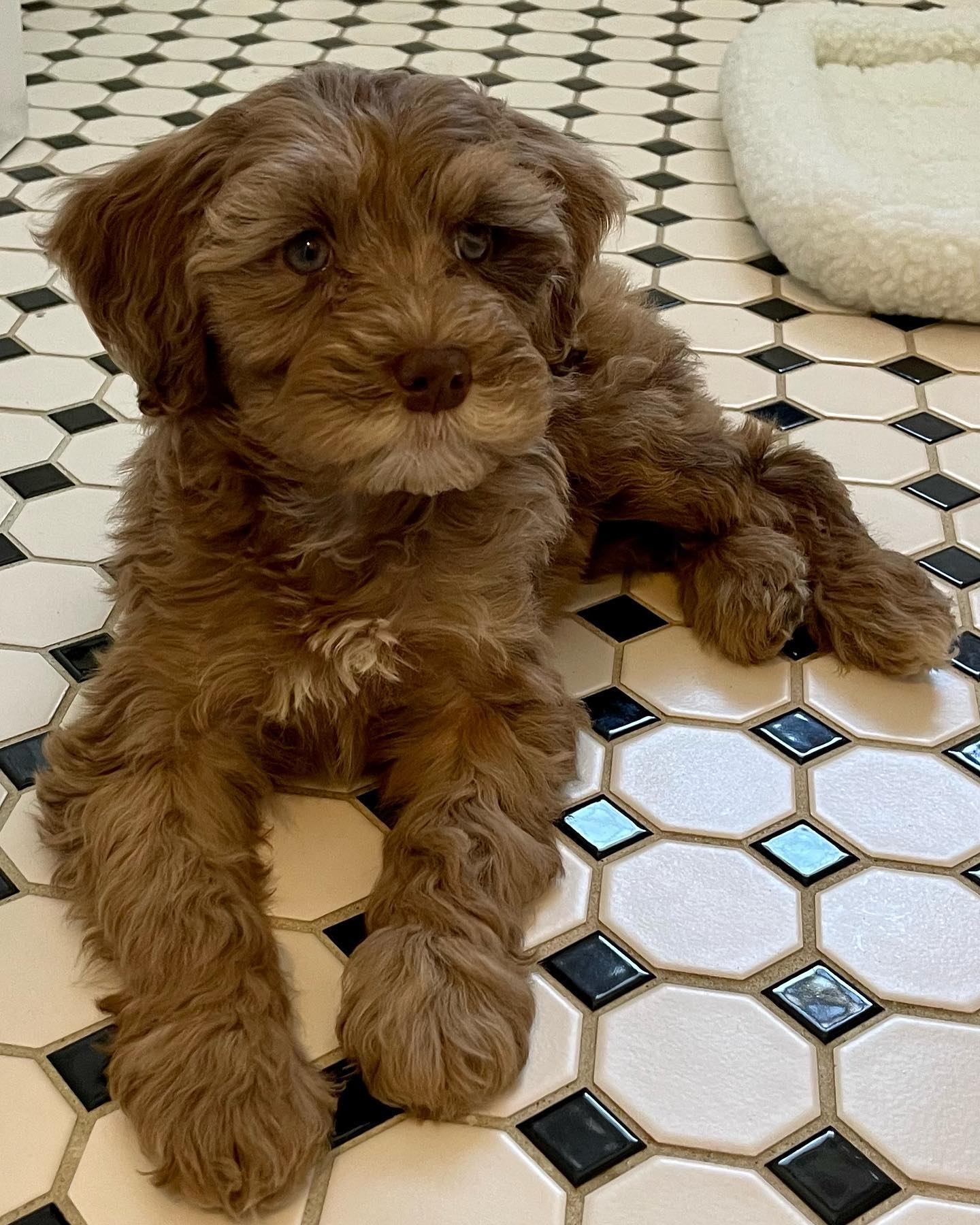 Friendly Mini Portidoodle Baby