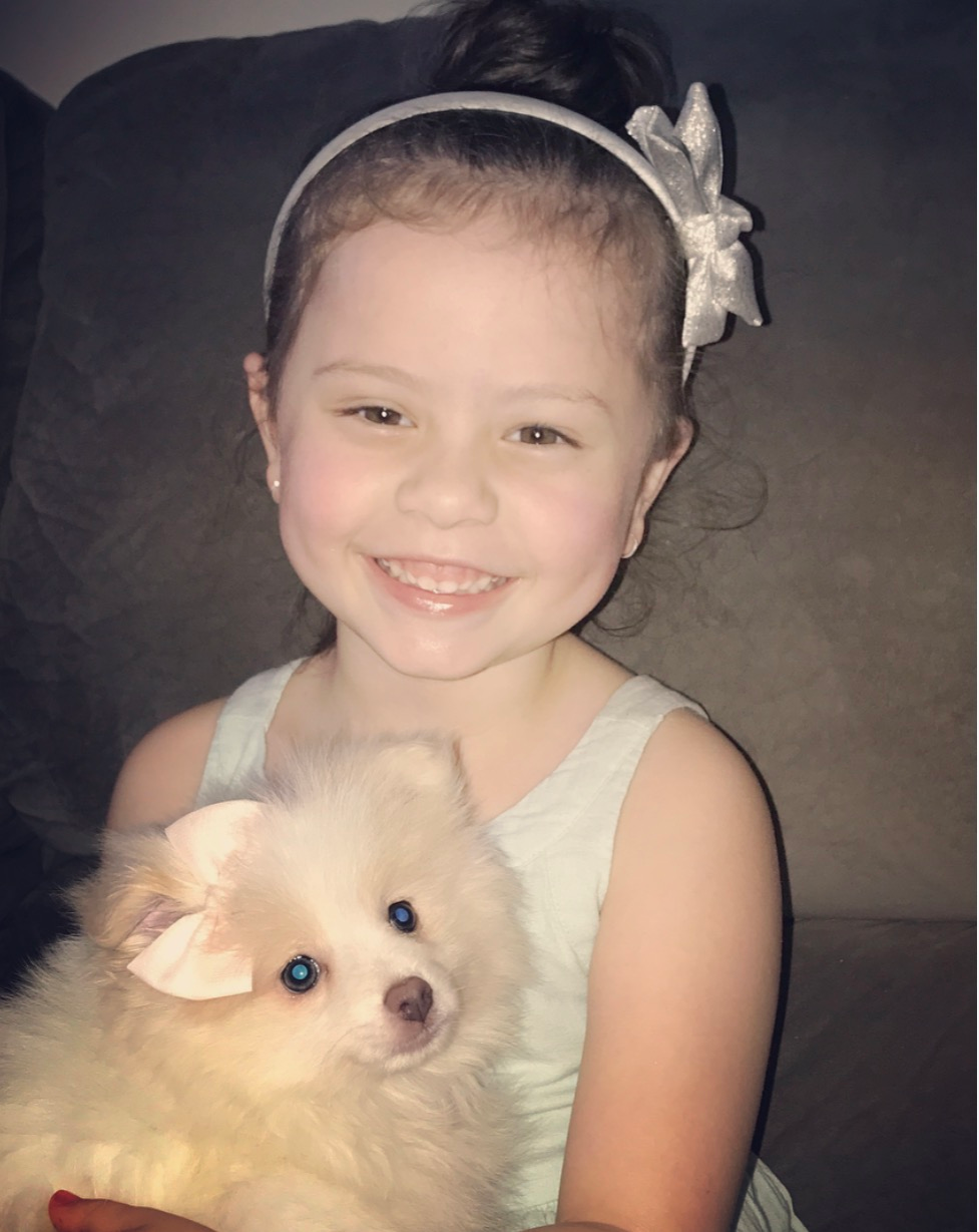 Pomeranian Pup Being Cute