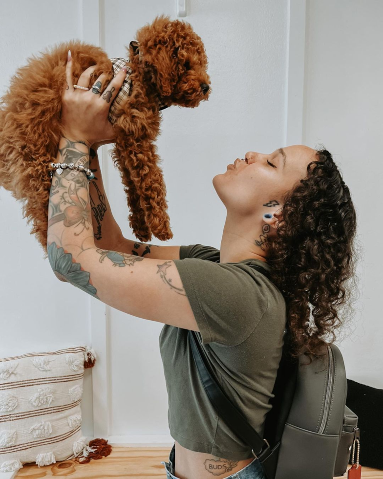 Friendly Cockapoo Pup