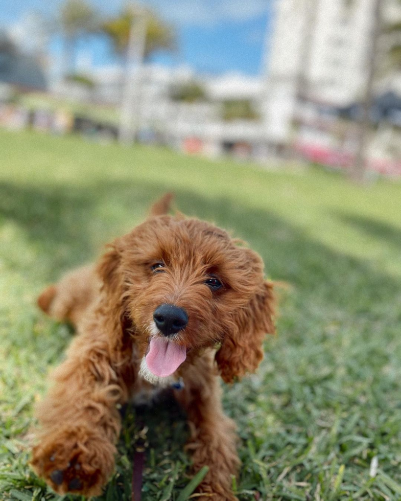 Adorable Cavoodle Poodle Mix Pup