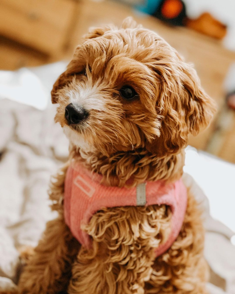 Cute Cavapoo Pup