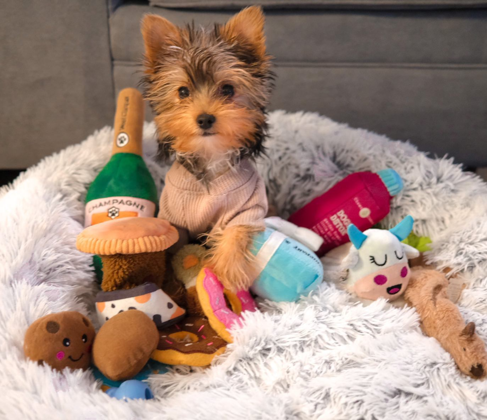 Little Yorkshire Terrier Purebred Pup