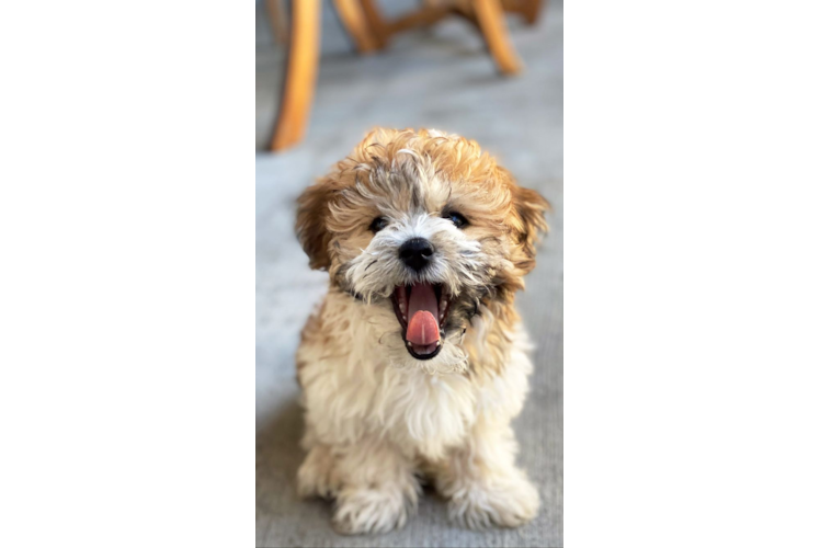 Little Havanese Baby