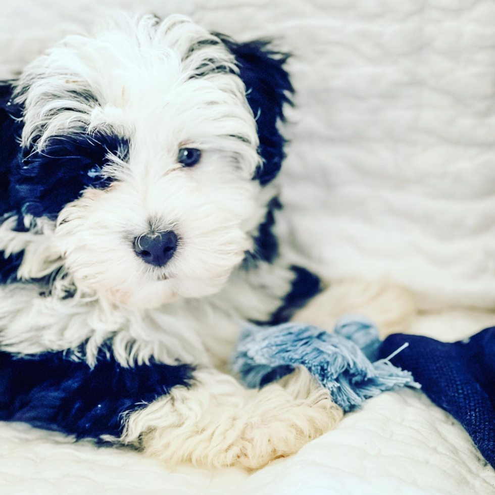 Small Mini Sheepadoodle Pup in Princeton NJ