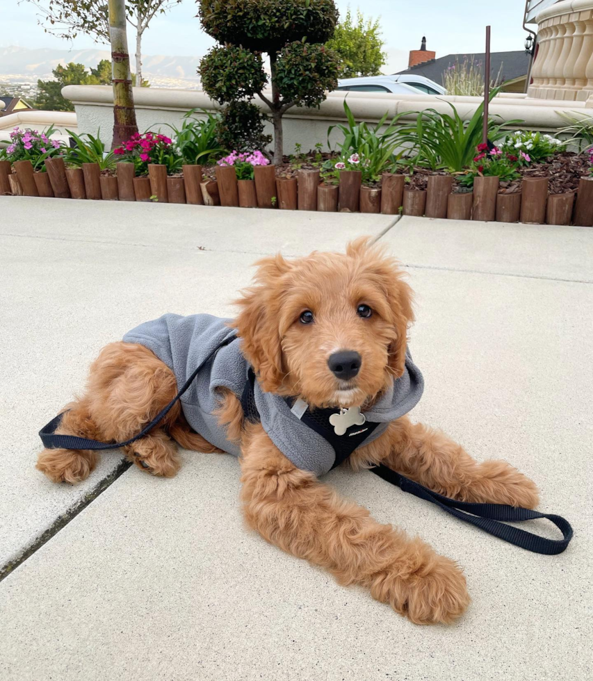 Happy Mini Goldendoodle Pup in Millbrae CA