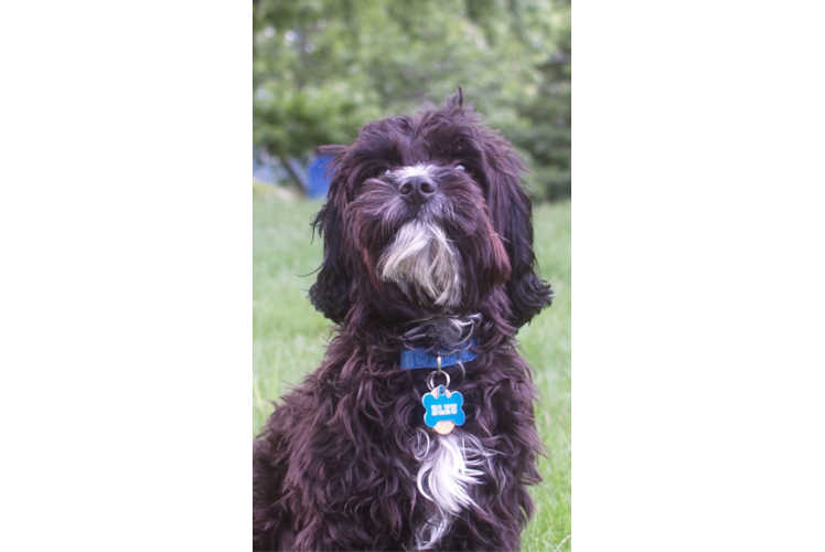 Cavapoo Puppy for Adoption