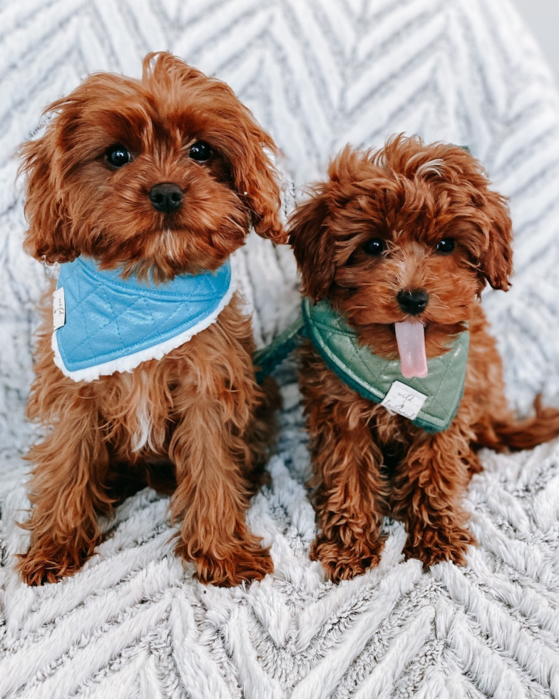 Adorable Cavoodle Poodle Mix Pup