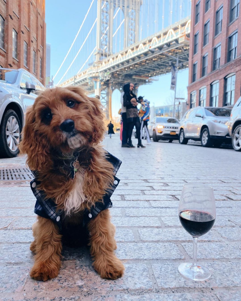 Cavapoo Being Cute